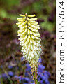 Kniphofia 'Ice Queen' 83557674