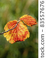 Autumn colour of a witch hazel (Hamamelis x Intermedia) leaf 83557676