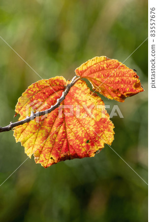 Autumn colour of a witch hazel (Hamamelis x Intermedia) leaf 83557676
