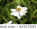 Anemone x hybrida 'Honorine Jobert' 83557693
