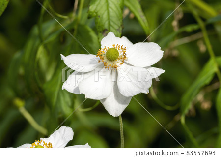 Anemone x hybrida 'Honorine Jobert' 83557693