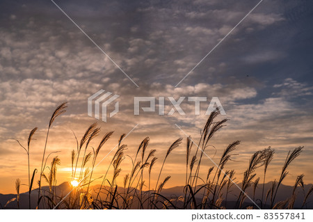 《長野縣》天空中的蒲葦·秋日日出 《長野縣》天空中的蒲葦·秋日日出 83557841