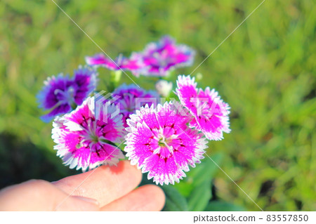 石竹花手指 石竹花手指 83557850
