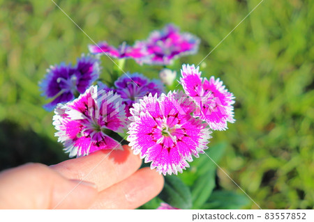 石竹花手指 石竹花手指 83557852