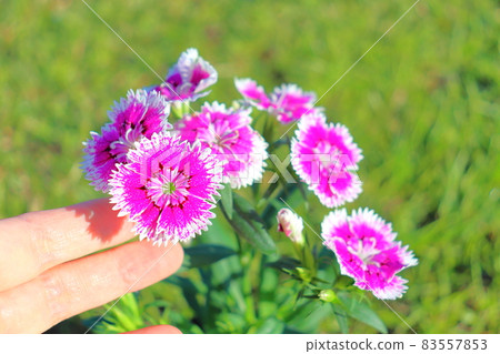 石竹花手指 石竹花手指 83557853
