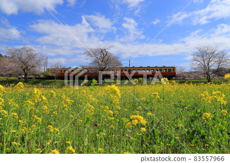 Kominato Railway, rape field and cherry blossoms on the local line of the Boso Peninsula 83557966