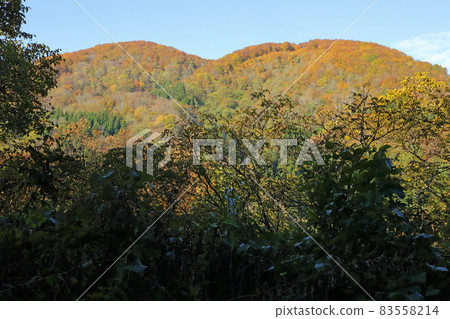 福島縣只見町Bisazawa林道出發的里山秋日晴朗的秋葉 福島縣只見町Bisazawa林道出發的里山秋日晴朗的秋葉 83558214
