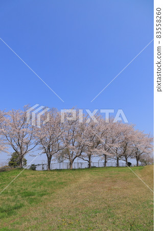 Cherry blossoms blooming in the field Cherry blossoms blooming in the field 83558260