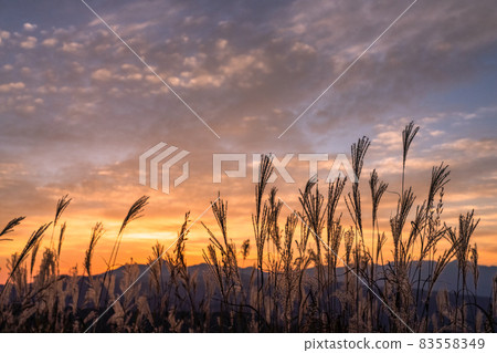 《Nagano Prefecture》 Japanese pampas grass in the sky ・ Autumn sunrise 《Nagano Prefecture》 Japanese pampas grass in the sky ・ Autumn sunrise 83558349