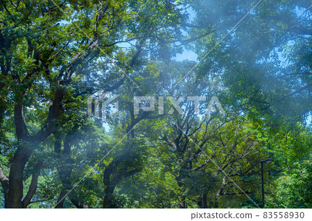 千鳥淵戰死公墓“日本政府設立的戰死紀念設施”人行道 83558930