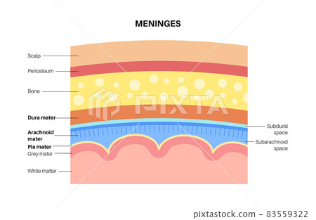 Meninges anatomy diagram Meninges anatomy diagram 83559322