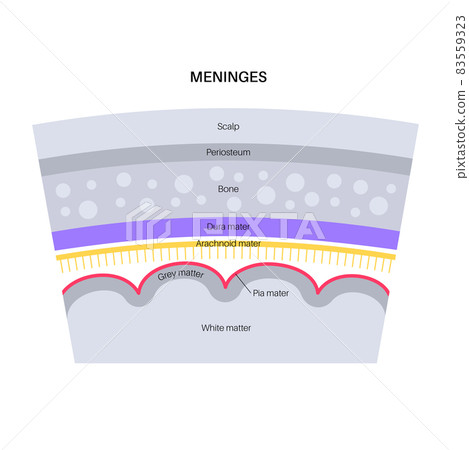 Meninges anatomy diagram Meninges anatomy diagram 83559323