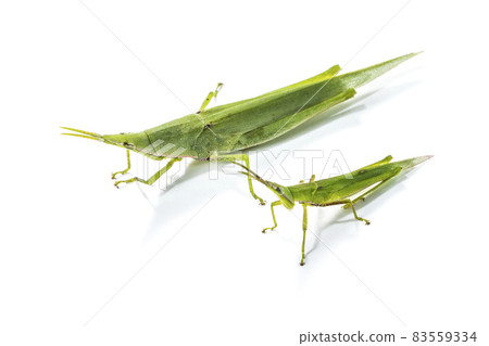 Female and male of Atractomorpha lata lined up 83559334