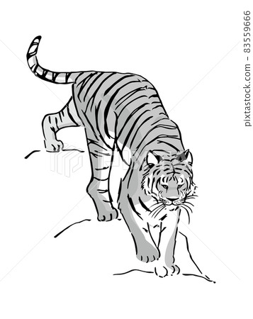 Tiger black and white coming down from a high place Tiger black and white coming down from a high place 83559666