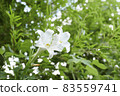 Easter lily and mantis a 83559741
