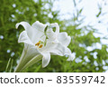 Easter lily and mantis b 83559742