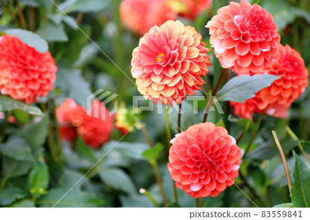 Dahlia flower Dahlia flower 83559841
