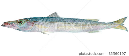 Sphyraena pinguis 水彩插圖的 sphyraena pingui Sphyraena pinguis 水彩插圖的 sphyraena pingui 83560197