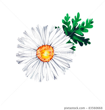 Watercolor chamomile flower with leaves Watercolor chamomile flower with leaves 83560668