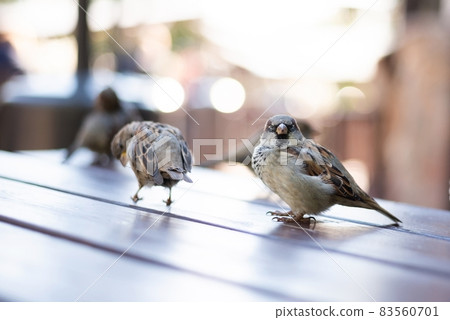 Urban sparrows in a cafe on the table. Urban sparrows in a cafe on the table. 83560701