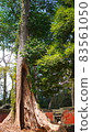 A tree with a tropical will that shines in the world heritage Angkor Wat heritage in Nepal, Southeast Asia 83561050