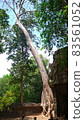 A tree with a tropical will that shines in the world heritage Angkor Wat heritage in Nepal, Southeast Asia 83561052