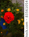 A colorful wild rose blooming in a cafe on the mountain trail to Annapurna, Nepal 83561054
