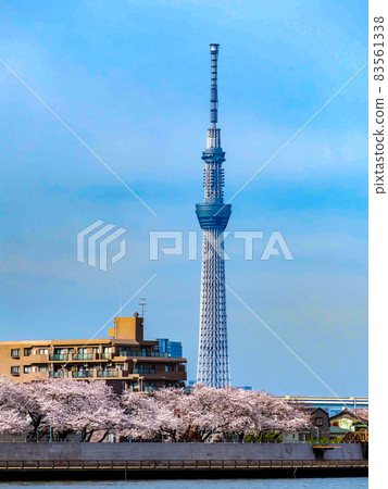 Collaboration of Katsushika Nakagawa, Sky Tree and Sakura 83561338