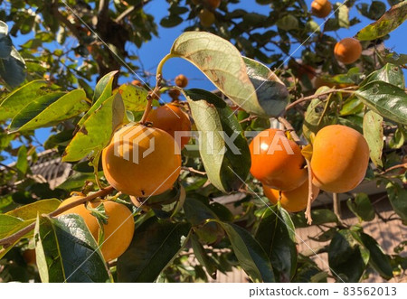 Autumn fruit, persimmon tree and ripe persimmon 83562013