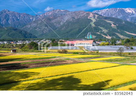 《Nagano Prefecture》 Hakuba Village Rural Scenery / Autumn Harvest Time 83562043