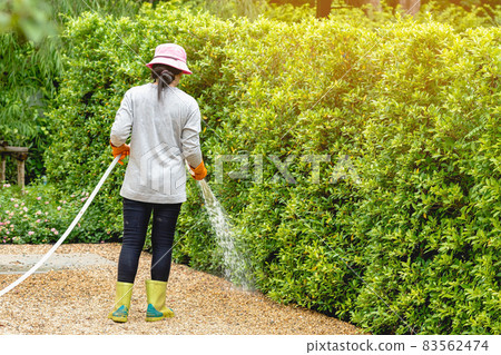 Back view of woman gardener wearing  hat in a garden watering hose splashing water on the lawn and tree leafs . Slow living, gardening hobby concept. Watering plants daily housekeeping routine. 83562474