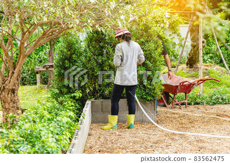 Back view of woman gardener wearing  hat in a garden watering hose splashing water on the lawn and tree leafs . Slow living, gardening hobby concept. Watering plants daily housekeeping routine. 83562475