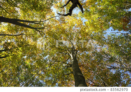 Looking at the canopy of a beech forest in the clear autumn weather-Healing Forest Tadami Town, Fukushima Prefecture Looking at the canopy of a beech forest in the clear autumn weather-Healing Forest Tadami Town, Fukushima Prefecture 83562970
