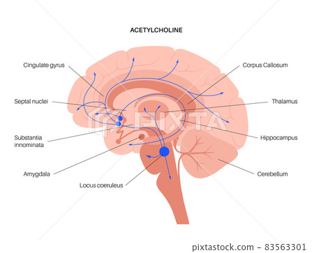 Acetylcholine cholinergic pathway Acetylcholine cholinergic pathway 83563301