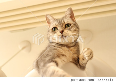 貓在戰鬥姿勢美國短毛貓藍虎斑 83563513