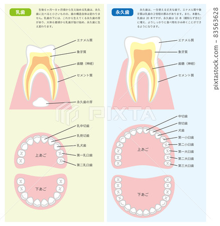 乳牙和恆牙橫截面和牙列 83563628