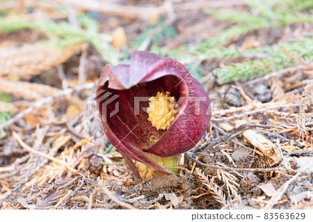 臭甘藍花 臭甘藍花 83563629