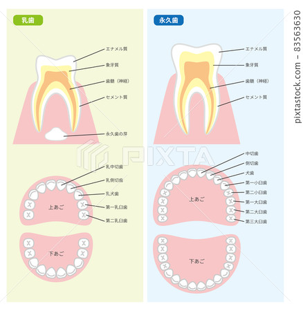 乳牙和恆牙橫截面和牙列 83563630