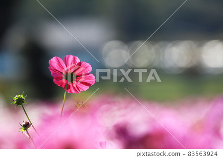 宇宙3391 宇宙3391 83563924