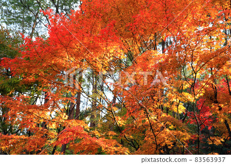 Autumn leaves 3499 83563937