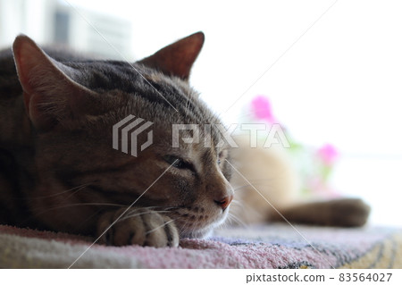 Warm and cheerful cat American Shorthair Silver Patched Tabby 83564027