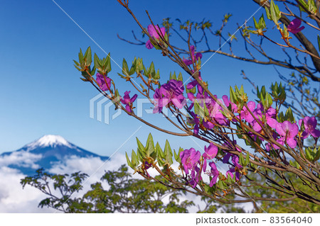 從杜鵑花盛開的丹澤 / 檜木堀丸山脊看富士山 從杜鵑花盛開的丹澤 / 檜木堀丸山脊看富士山 83564040