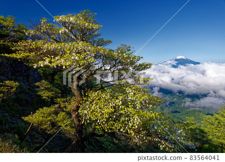 從白掌水獺盛開的丹澤/檜木荷丸山脊看富士山 從白掌水獺盛開的丹澤/檜木荷丸山脊看富士山 83564041
