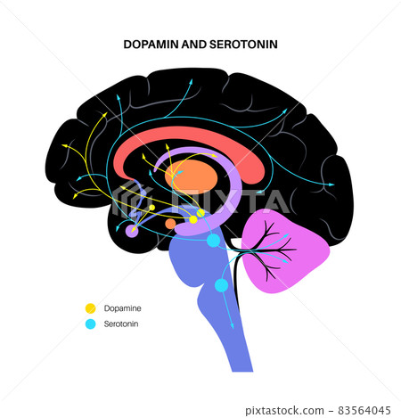Serotonin and dopamine pathway Serotonin and dopamine pathway 83564045