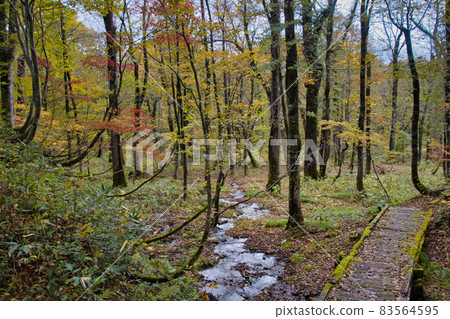 Okuhemika自然公園，長野縣長野市（Kinasa）小禦平沼澤的美麗秋葉 83564595