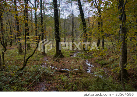 Okuhemika Nature Park, beautiful autumn leaves of Komidaira Marsh, Nagano City, Nagano Prefecture (Kinasa) Okuhemika Nature Park, beautiful autumn leaves of Komidaira Marsh, Nagano City, Nagano Prefecture (Kinasa) 83564596