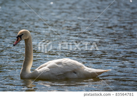A graceful white swan swimming on a lake with dark green water. The white swan is reflected in the water A graceful white swan swimming on a lake with dark green water. The white swan is reflected in the water 83564781
