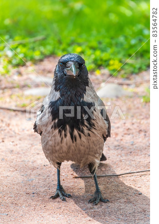 Black crow walks on green lawn. Raven on grass. Wild bird on meadow. 83564782