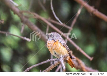 The common redstart female, Phoenicurus phoenicurus, is photographed in close-up sitting on a branch against a blurred background. The common redstart female, Phoenicurus phoenicurus, is photographed in close-up sitting on a branch against a blurred background. 83564784