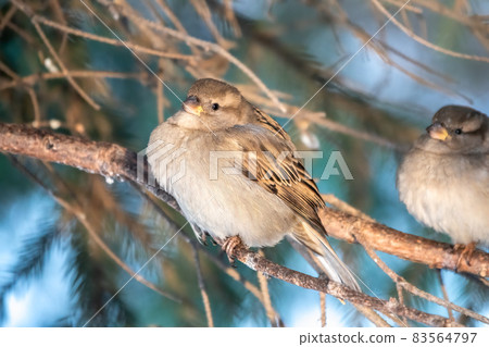 Sparrow sits on a fir branch in the sunset light. Sparrow sits on a fir branch in the sunset light. 83564797